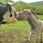 Campo Al Vento - Country Farm Villa